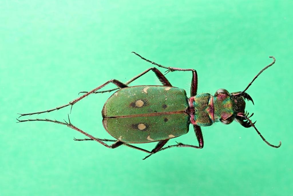 Cicindela campestris,