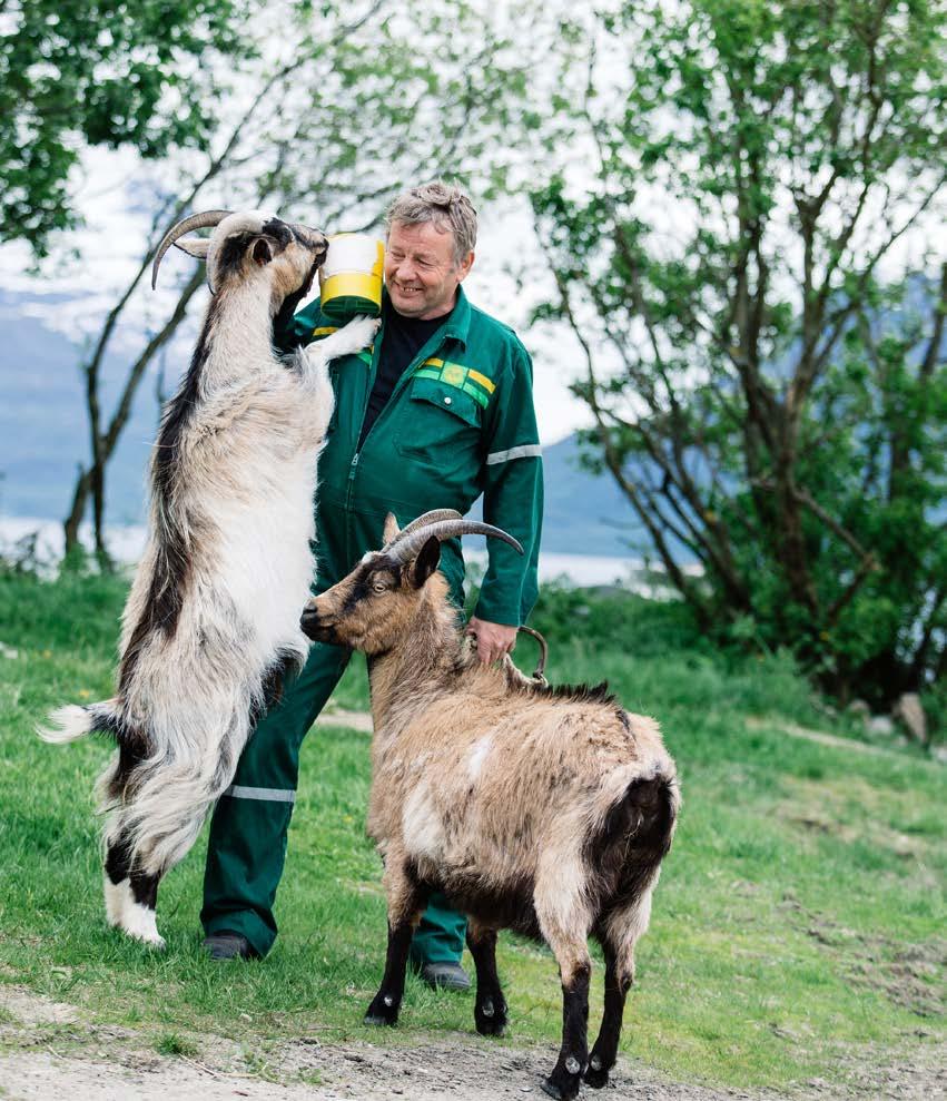 Foto: Karoline O.A. Pettersen osteproduksjon. I Hattfjelldal har de kun osteproduksjon, i andre kommuner driver de kun med kjøtt. Det er et svært kompetent og erfarent ostemiljø i Nordland.