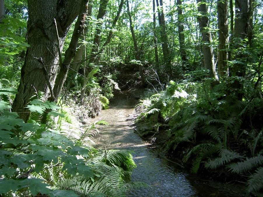 Vannressursloven 11 Vassdragsmyndighet: Fylkesmannen Naturlig vegetasjonsbelte langs alle vassdrag