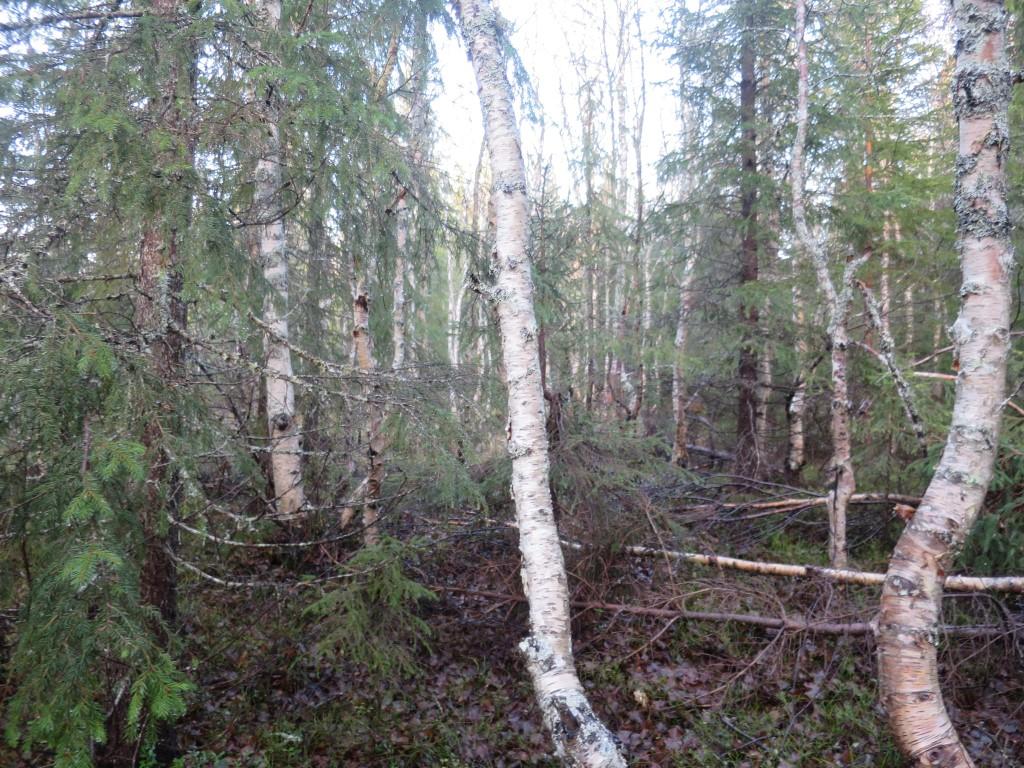Bilder fra området Bjørnstad Ungskog i det som tidligere har vært åpen myr