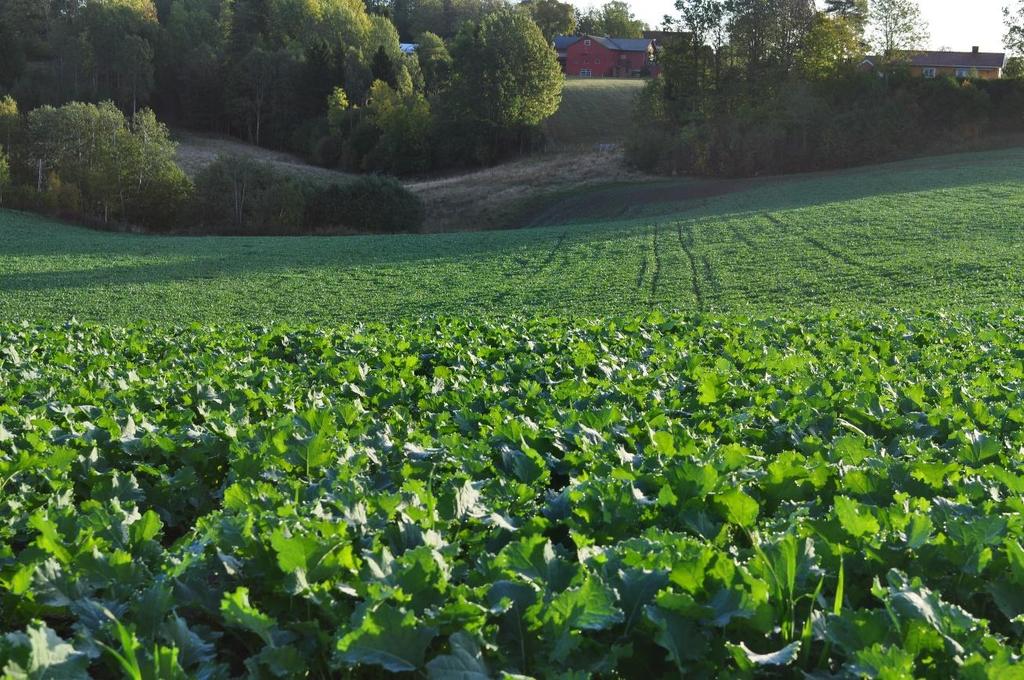 ved såing Ugrassprøyta i