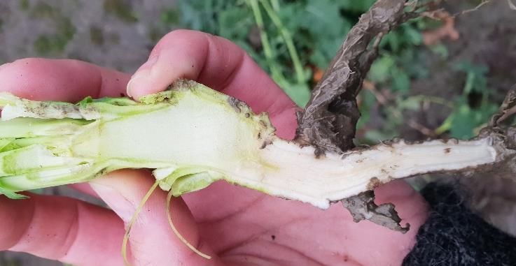 Høstraps om våren Må gjødsles tidlig! Store kraftige planter i høst krever normalt svakere gjødsling enn små planter Ugras? JA! hvis balderbrå Matrigon. NB! Temperatur.