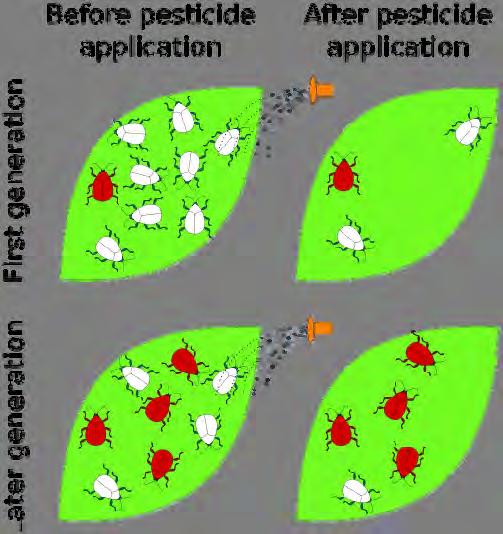 Insekticider. Resistens Ved kjemisk bekjempelse kan noen insekter tåle et middel bedre enn de andre og overleve, de er resistente.