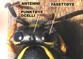 Ikke-kjemisk bekjempelse Insekters sanser Insektenes sanser fyller de samme funksjonene som hos vertebrater, men oppbygningen av selve sanseorganene er forskjellig.
