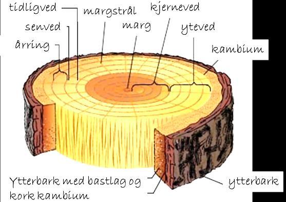 En stammeskive har ulike kjennetegn.