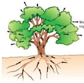 Vann i treet blir transportert fra røttene nede i jorden og opp til stammen. Deretter går vannet gjennom kvistene til bladene eller nålene. Hele veien er det et trekk som suger vannet oppover.