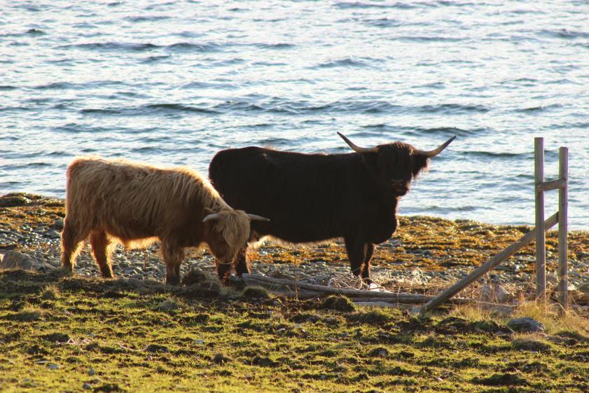 Mulighetssudie Landbruk Overordna målsetting om å styrke verdiskapingen i landbruket Lage oversikt over ressursene for landbruksproduksjon (både naturgitte og menneskelige) Finne årsakene som