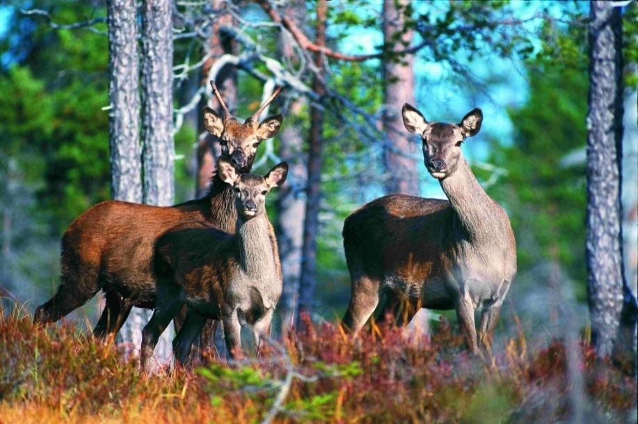 3. Fase/mål Bestandsplanar Når forvaltingsorgana er etablert skal det utarbeidast