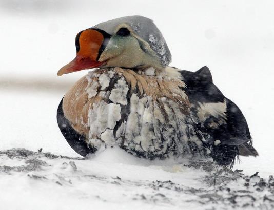 Sjøfugl Observert oljeskadet sjøfugl i Gamvik havn, Gamvik kommune, Finnmark Mottatt melding fra publikum via WWF om observasjon av oljeskadet sjøfugl i Gamvik havn i Gamvik kommune, Finnmark.