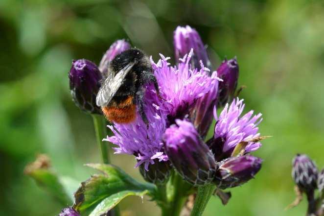 Jærtistelens pollinerings- og formeiringsstrategi Planter har to hovudstrategiar når det gjeld reproduksjon, kjønna og ukjønna (vegetativ) formeiring.