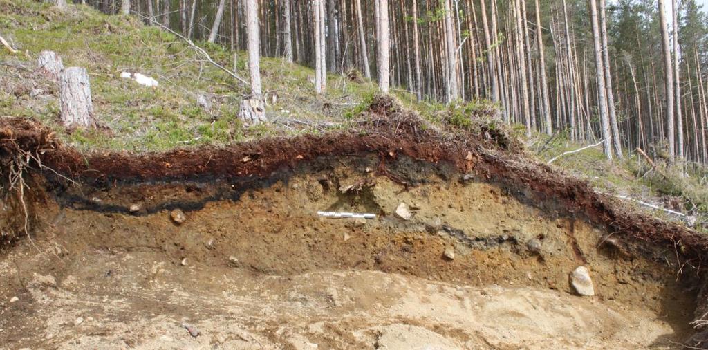 Figur 16 Nordøstlig voll av Grop 5 var betydelig med store mengder redeponert masse Grop 6 Grop 6 inngår i Lok 141220, og utgjør den sørligste gropen i denne lokaliteten.