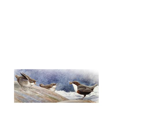 smartphone or tablet and listen to the whitethroated dipper sing Norway s National Bird (Europa Stamp)