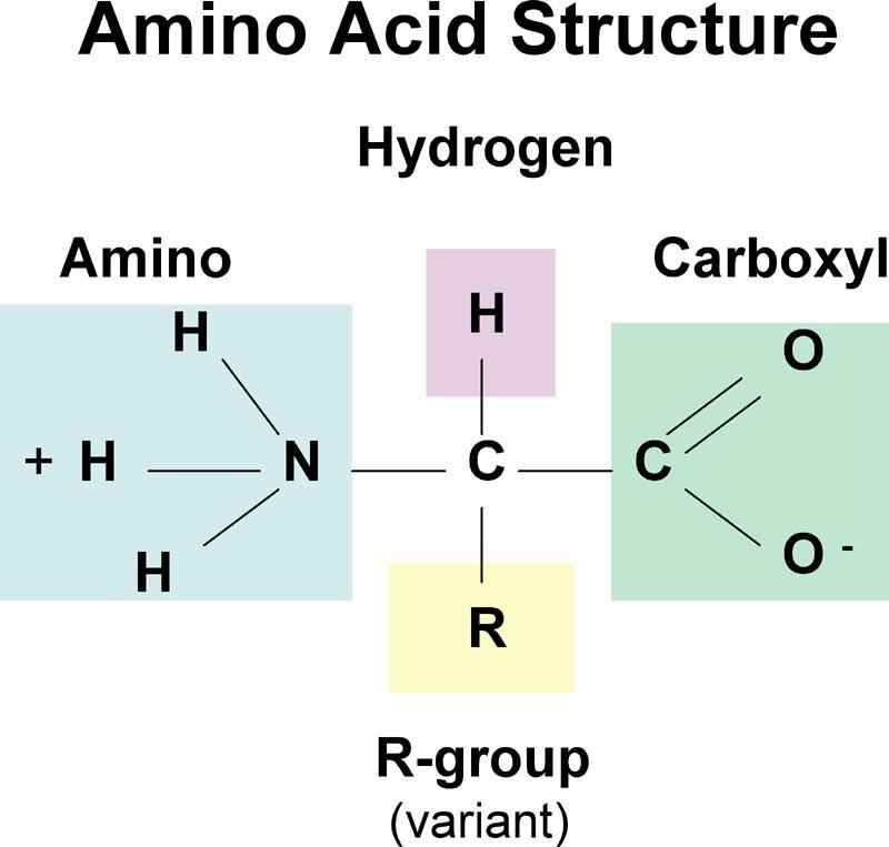 Aminosyrer (AS) Amino....syrer Alfa-aminosyrer 20 stykker MANGE flere AS!