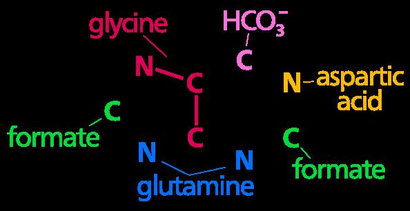 Aminosyrer som byggestener Nucleo=der Puriner