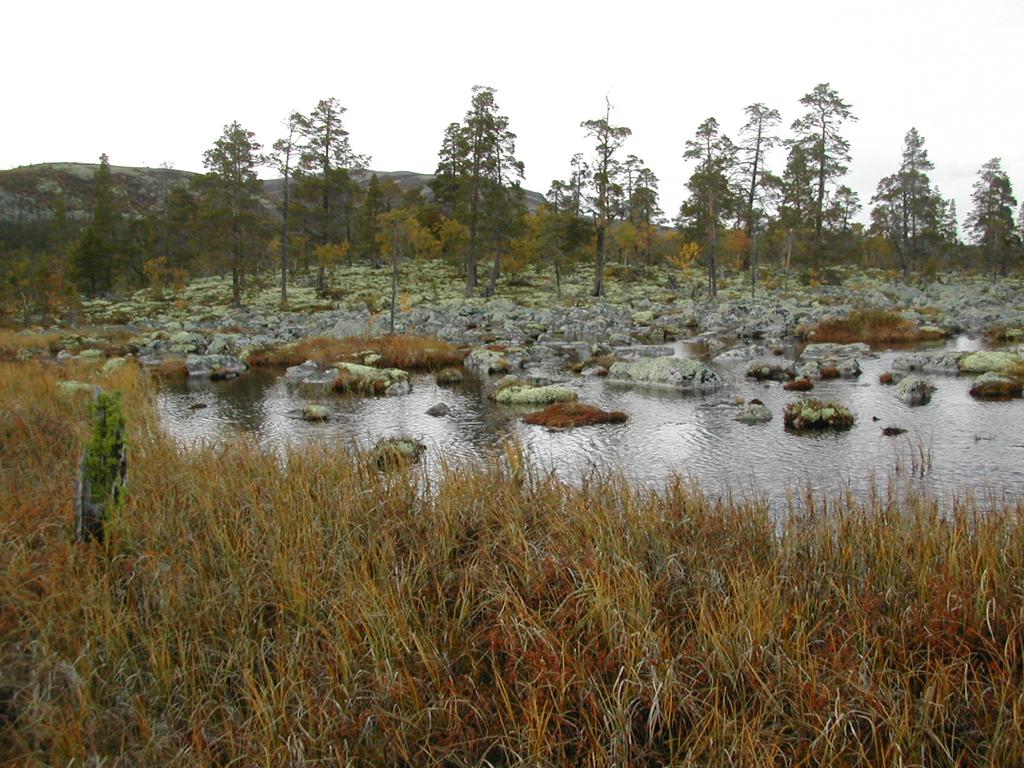 Bilder fra området Bjørkodden Typisk