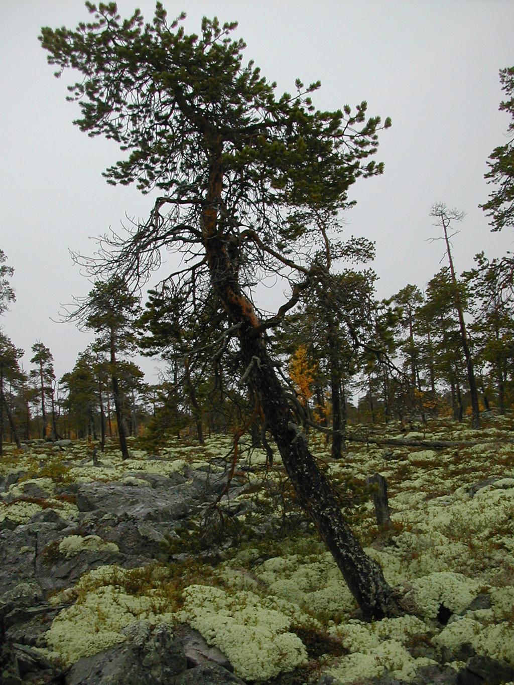 furu boret til ca 300 år Foto: Anne