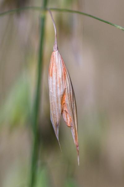 Havre Strategier mot sopp Svært sjeldent behov for soppbehandling Proline mot fusarium Kun aktuelt