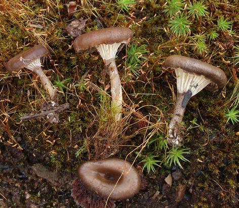 Gro Gulden Figure. 1. Faerberia carbonaria, Norway: Drammen, 2010, GG 40/10. Photo: Gro Gulden. - was stored as a Galerina in the calyptrata group and not further studied before recently.