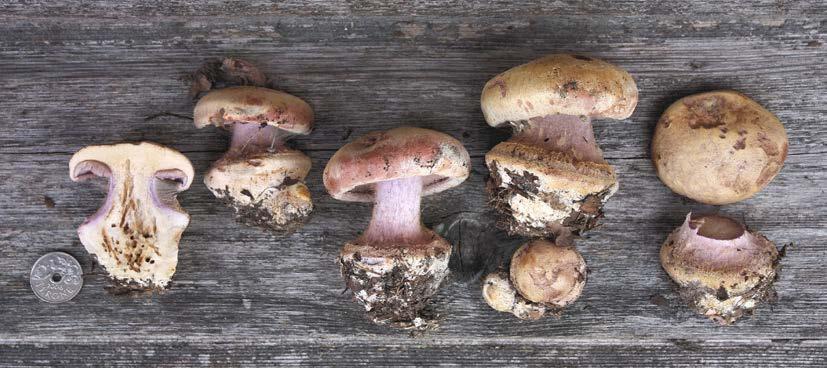 Tor Erik Brandrud Figur 5. Lilla jordbærslørsopp Cortinarius suaveolens EN, en kalklindeskogsart med sine største nord-europeiske forekomster i SØ Norge. Foto: K.H. Brandrud. Cortinarius suaveolens EN, a calcareous lime forest species with its largest North European populations in SE Norway.