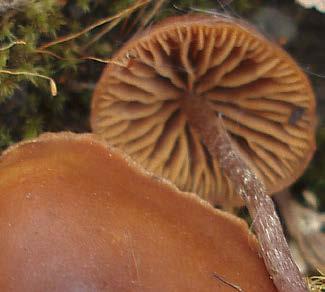 AGARICA Mykologisk tidsskrift utgitt av Norges sopp- og nyttevekstforbund / A mycological journal published by Agariplantus norvegicus.