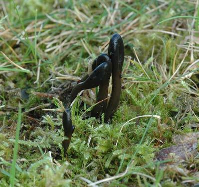 Per Fadnes Figur 3 Sleip jordtunge (Geoglossum glutinosum) fra Stord. Geoglossum glutinosum from Stord. Photo: Per Fadnes. landet (NSD 2011).