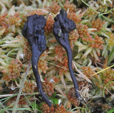 De to sistnevnte artene vokser imidlertid hovedsakelig i fuktige områder i naturbeitemark, mens alle funn av myrjordtunge på Stord er gjort i rikmyr og fattigmyr som ikke er knyttet til