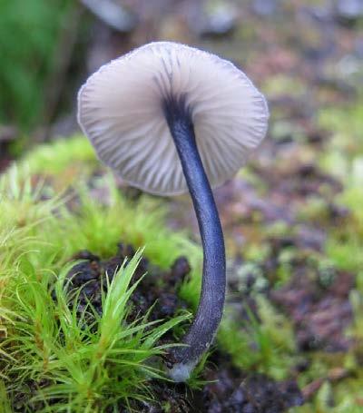 There were also several taxa new to the Nordic and Norwegian mycota, an example is Entoloma gomerense. From left: Dr. Machiel E. Noordeloos, Anton Hausknecht and Øyvind Weholt in discussion.