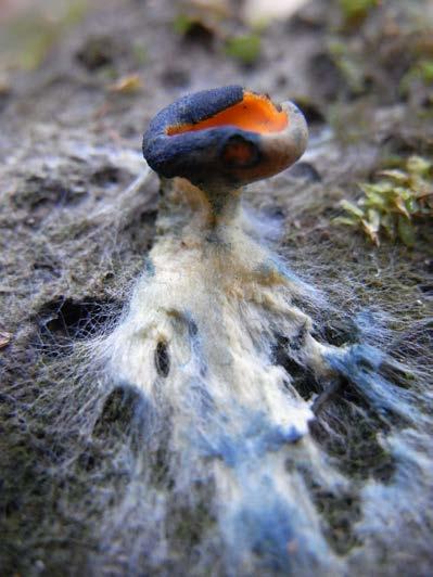 Even Woldstad Hanssen Figur 5. Bildet viser et ungt fruktlegeme av fagerbolle Caloscypha fulgens med blåfarget mycel som vokser rett på en stein. Fra Jeøya, Østfold 2010.