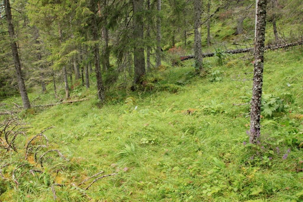 spesielt gammel, og i hovedsak forekommer død ved i