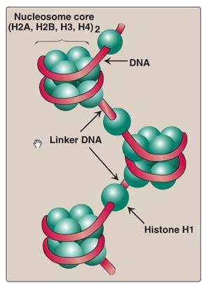 7. (3) a. Et nukleosom består av en histonoktamer med to av hver av histonene H2A, H2B, H3 og H4 og 146/147 bp DNA. En tetramer av H3/H4 og to dimerer med H2A/H2B. b. Flest postranslasjonelle modifikasjoner finner sted på n-terminale og c- terminale histonhaler som stikker ut av nukleosomstrukturen (halene er også godkjent svar).