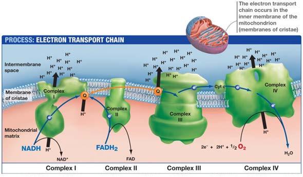 Indre mitokondriemembran er impermeabel for de fleste små molekyler og ioner, inkludert H+. Elektroner fra NADH + H + blir overført til prostetiske grupper i kompleks I.