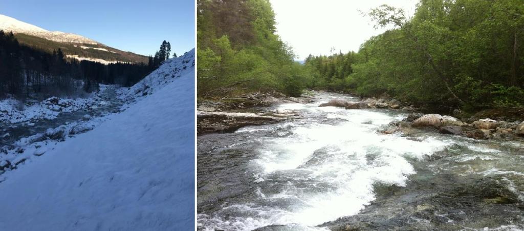Figur 3 Bilder fra samme område, tatt nedstrøms av høyre bredde mot Svemorka: venstre (2015) uten skog, høyre (2012) med tett skog.
