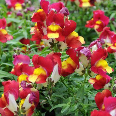 Antirrhinum majus Løvemunn «Rocket Lemon Yellow» Sitrongul, tette høye