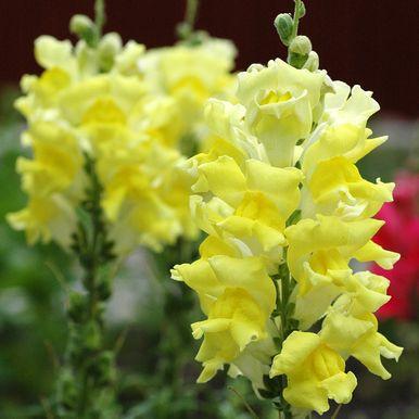 Antirrhinum majus Løvemunn «Snappy Red and Yellow» Lav. 20 cm.