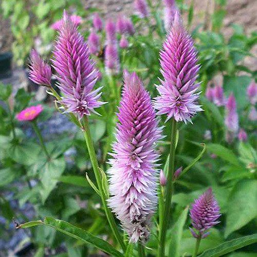 Celosia spicata Afrikansk fjærblomst/fjærkam «Flamingo Feather» Tette