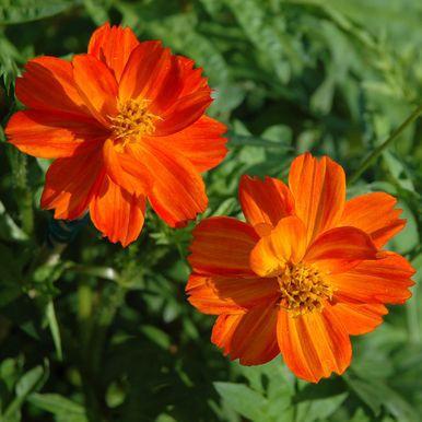 Cosmos sulphureus Gul/rød Cosmos «Sunny red» Cosmos sulphureus Gul