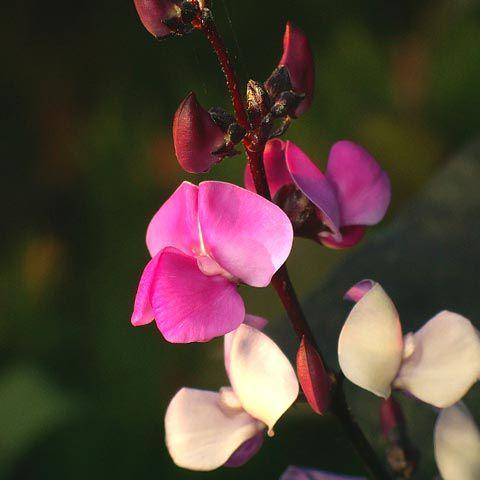 Bønnene kan spises. Sitrongule, halvdoble blomster. 30 cm.