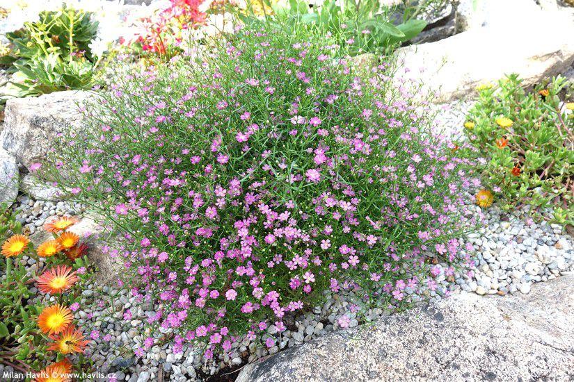 Gypsophilia muralis Rosa murslør «Gypsy pink» Lave planter