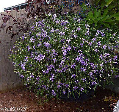 Laurentia axillaris Stjernelobelia «Blue star Creeper» Lang