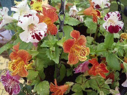 Mimulus hybridus Gjøgler «Twinkle» Maurandya barclaiana Maurania