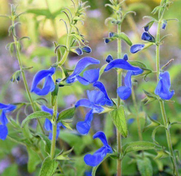 Salvia greggii microphylla «Hot pink» Tilhører Leppeblomstfamilien.