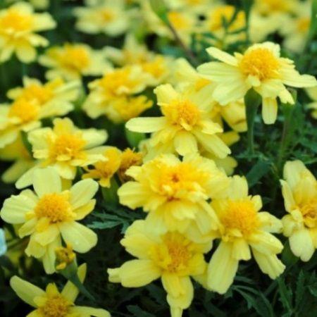 Tagetes patula nana Tagetes «Alumia Vanilla Cream» Tagetes patula nana