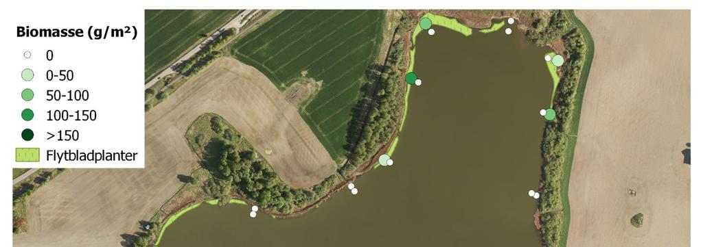 Biomassefordeling av nøkkeroser Total biomasse og fosfor