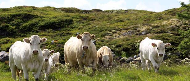 FOR BEITELAGENE For tilskuddet til drift av beitelag er det viktig å være klar over at det bare gis tilskudd til for ANTALL SANKETE dyr i laget, og at det er mulig å korrigere lagets søknad utover