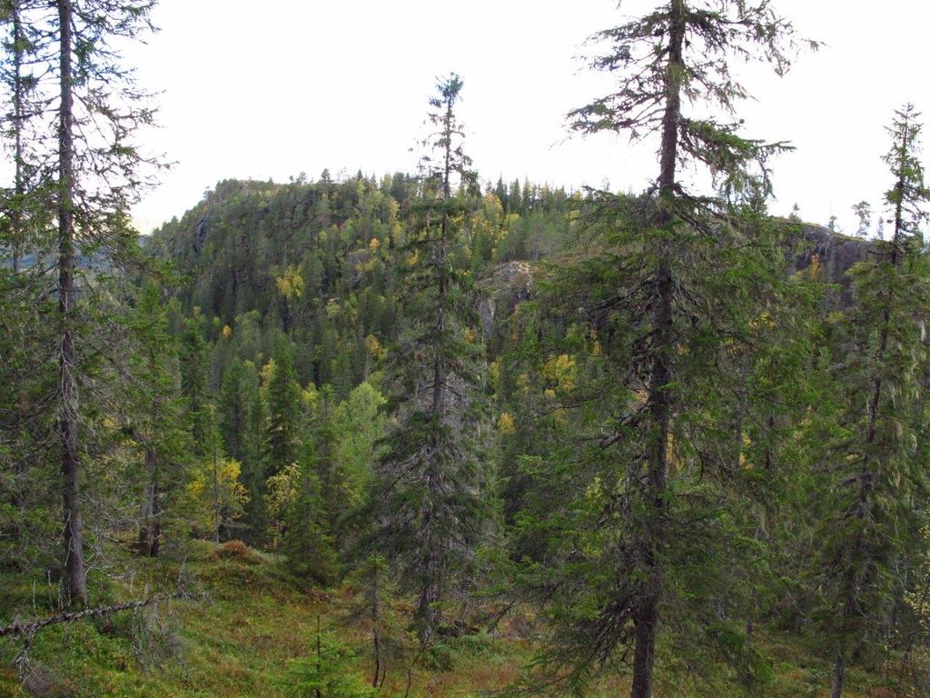 Klepsland Flompåvirket skogsmark