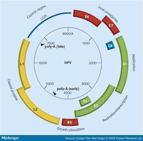 BD Onclarity TM / BD Cor TM DNA basert real time PCR Rettet mot E6/E7 regionen; minimerer risiko for falsk negativ HPV test