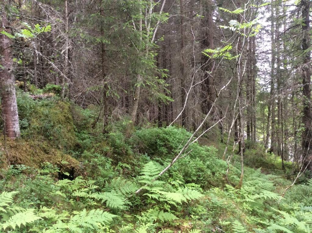 Bilder fra området Markhus NR utvidelse,