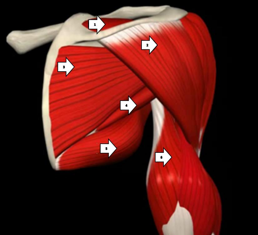 3 Anatomi og idrettsskader - oppgave 3. Beskriv kort oppbygningen av kneleddet. 4 Anatomi og idrettsskader - oppgave 4. Hvilken funksjon(er) har «den store ryggstrekker» (m.erector spina)?