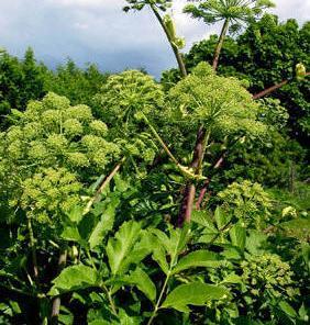 Shingiku er en av hovedingrediensene i chop suey. Krysantemum Kvann Fjellkvann Kvannjol Angelica archangelica Skjermplantefamilien Toårig, frør seg. 100 cm. Hardfør. Fuktig jord.