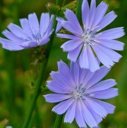 Europa, Nord Afrika og Vest Asia. En svært gammel kulturplante som har vært brukt både til mat og medisin. Blomst og blad kan brukes i salat.